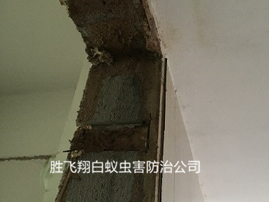 企石白蚁防治新房屋门框蚁害