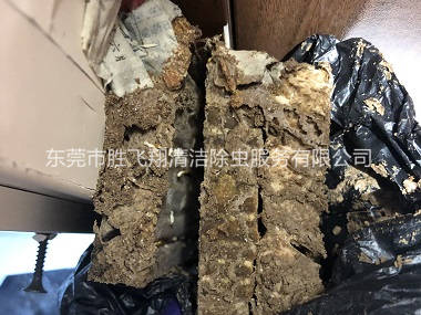 大岭山灭治白蚁巢工程